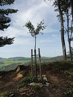  3. September 2011 - nach einer Wanderung von Gais auf den Gäbris haben wir bei Samuels Ginkgo eine Rast gemacht - die Gedanken immer bei Sämi